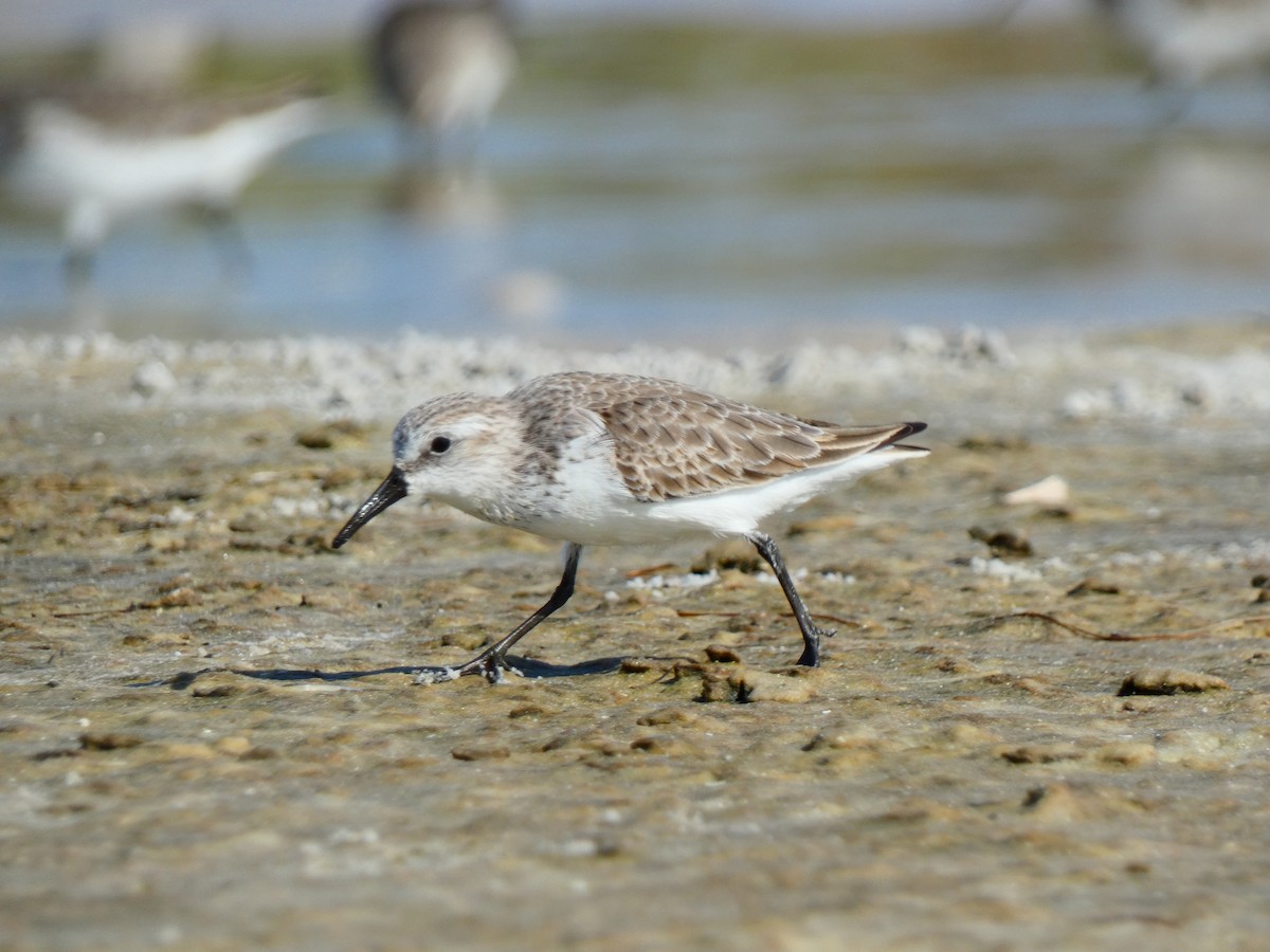 Western Sandpiper - ML646054059