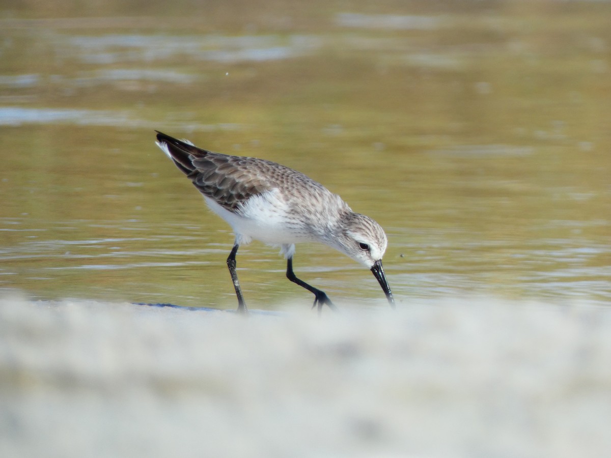 Western Sandpiper - ML646054060