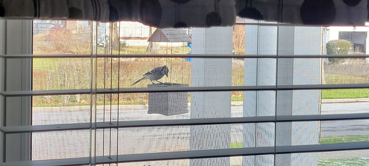 Blauhäher - ML646054061