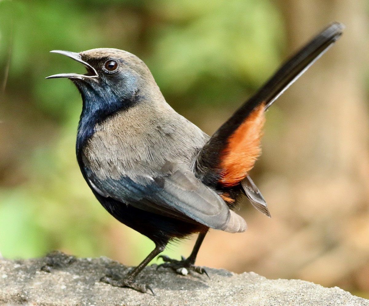 Strauchschmätzer - ML646054063