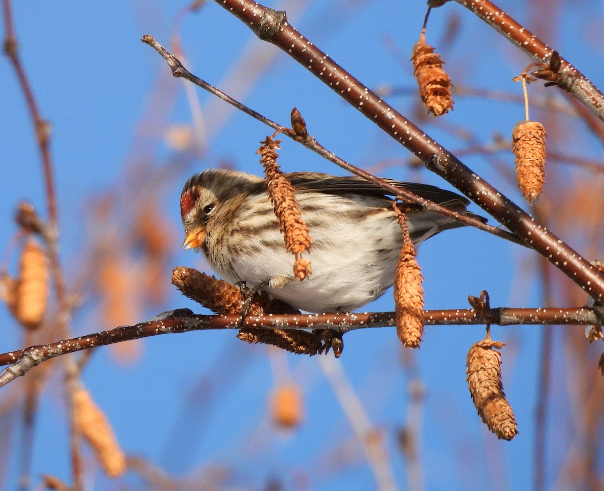 Birkenzeisig - ML646054064