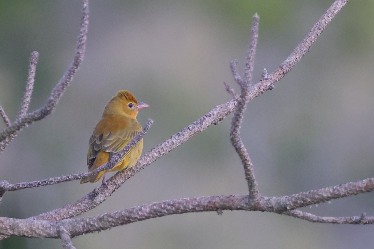 Sommerkardinal - ML646054066