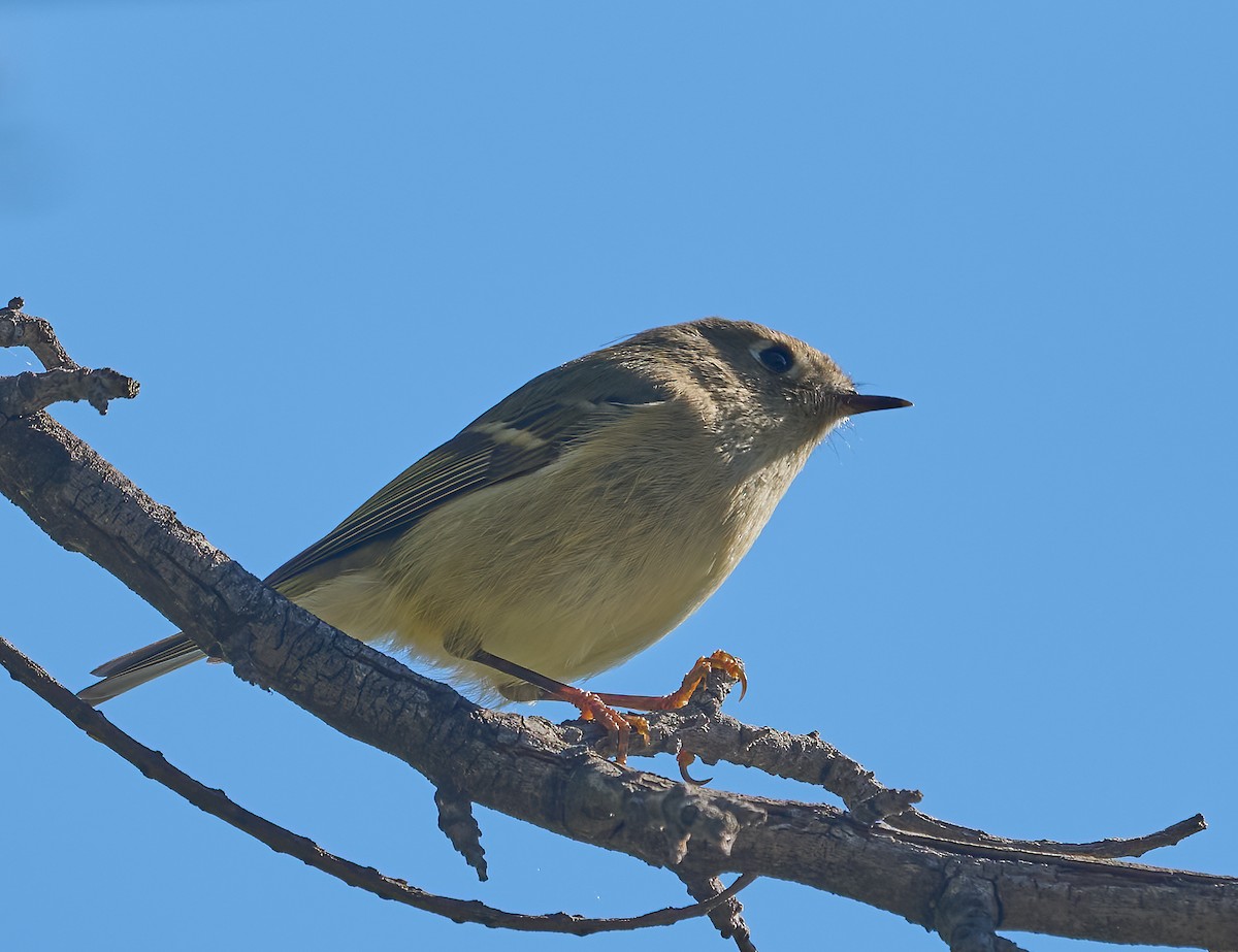 Rubingoldhähnchen - ML646054068