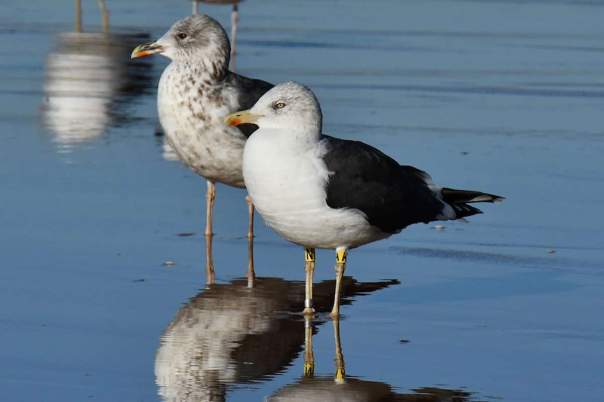 Heringsmöwe - ML646054070