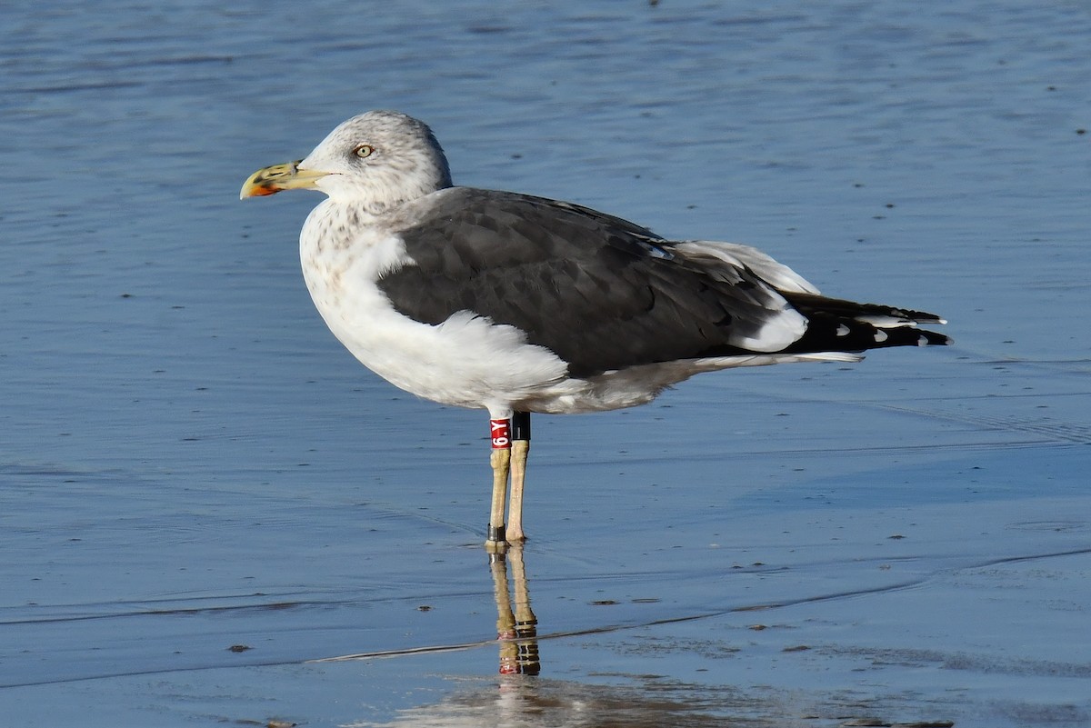 Heringsmöwe - ML646054071