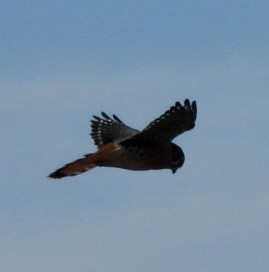 Buntfalke - ML646054072