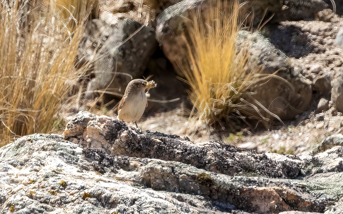 Graslandcanastero - ML646054073