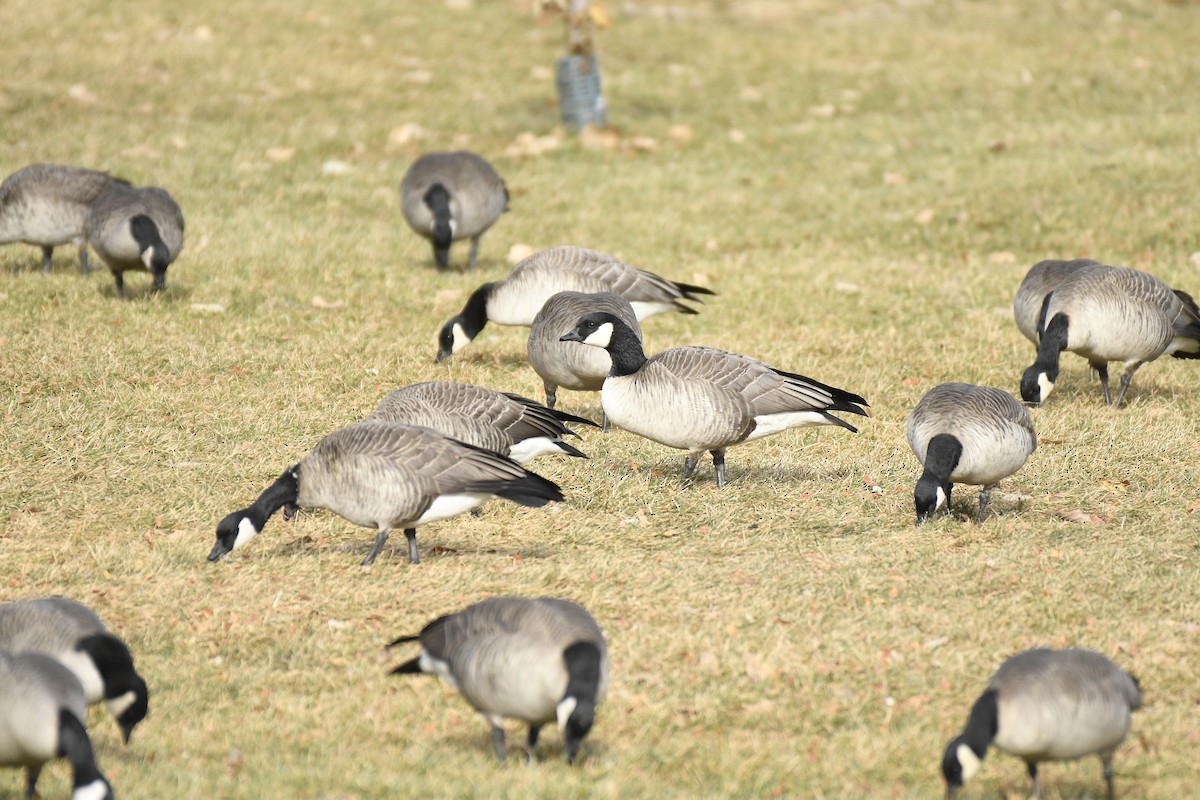 Zwergkanadagans - ML646054074