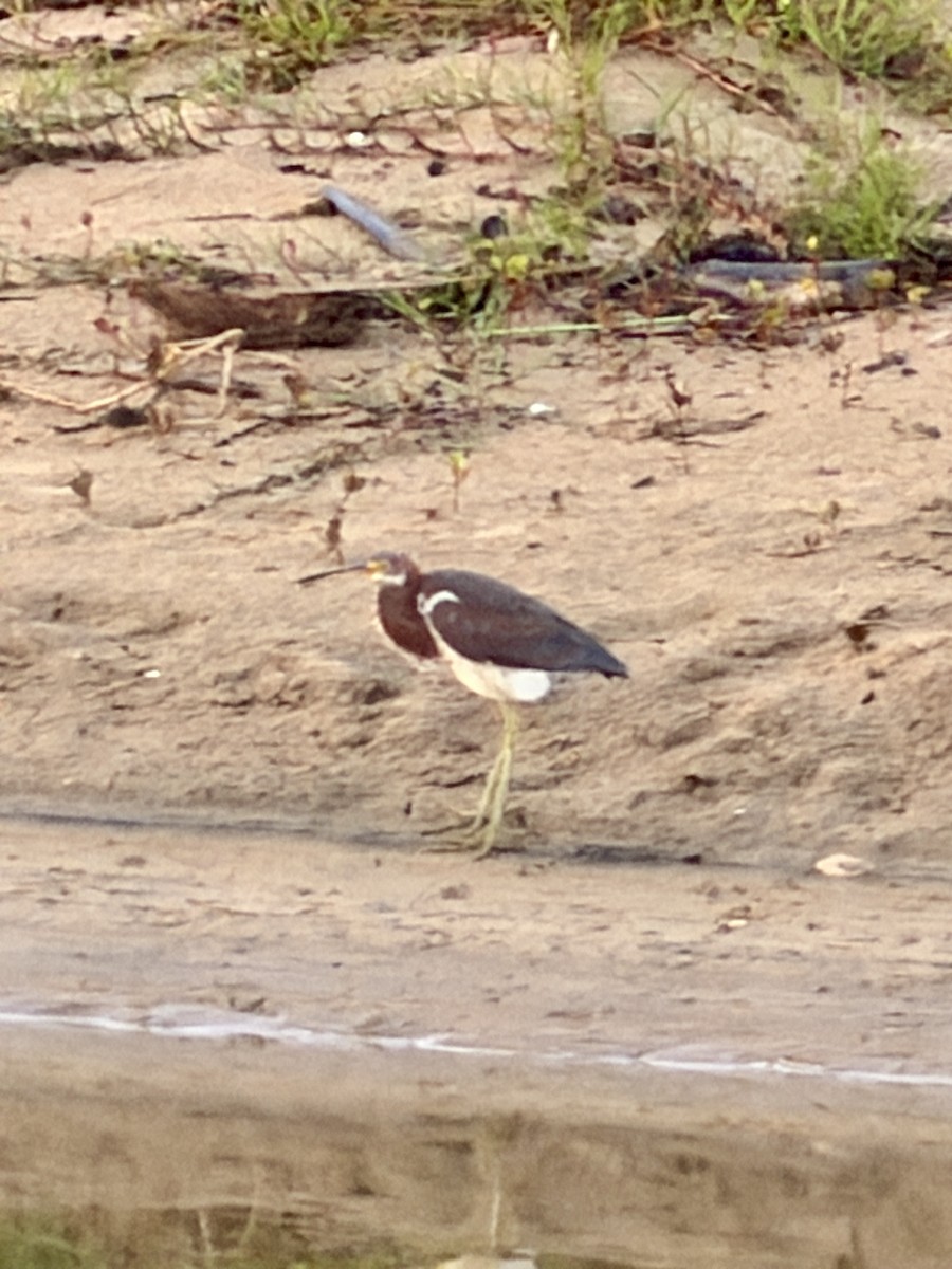 Dreifarbenreiher - ML646054075