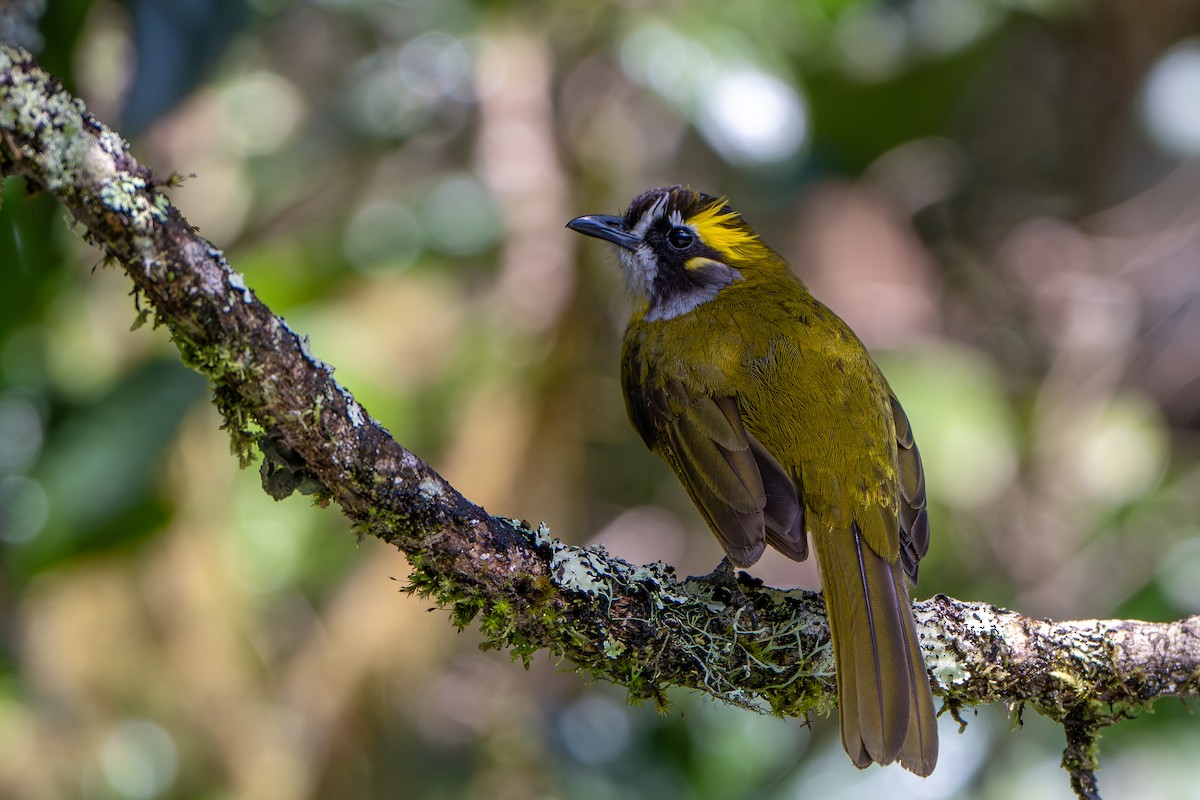 Schmuckbülbül - ML646054077