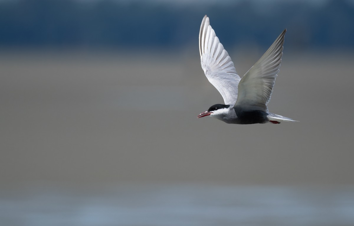 hvitkinnsvartterne - ML646054080