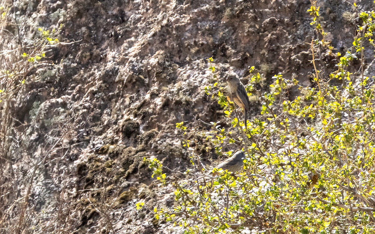 Schlichtsamenfresser - ML646054081