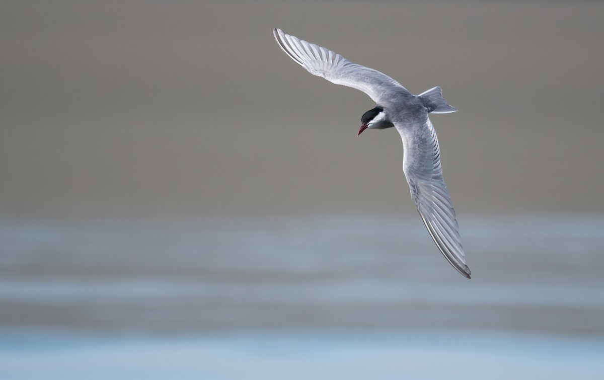 hvitkinnsvartterne - ML646054082