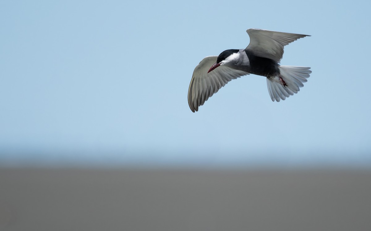 hvitkinnsvartterne - ML646054084