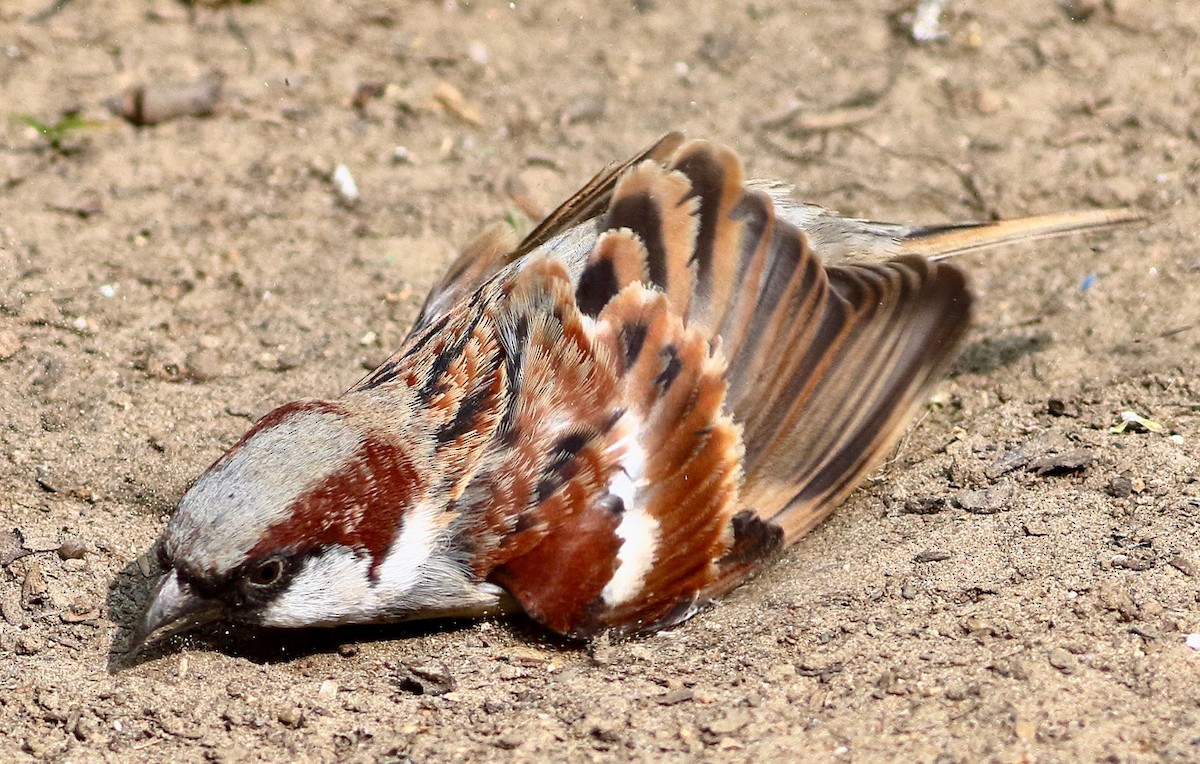 Haussperling - ML646054086