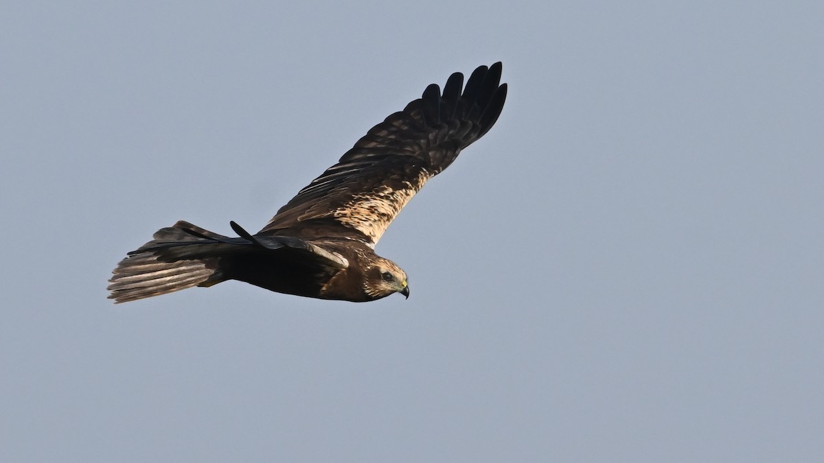 Rohrweihe - ML646054087