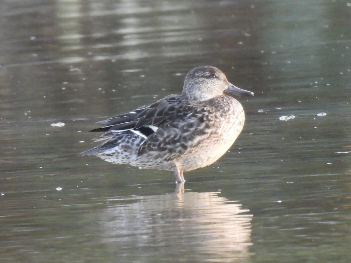 Krickente - ML646054089