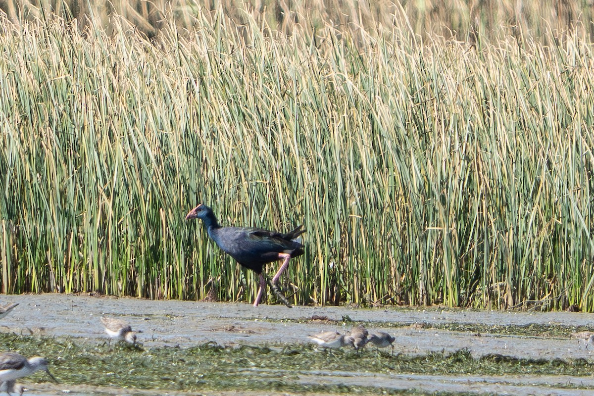 Smaragdhuhn - ML646054090