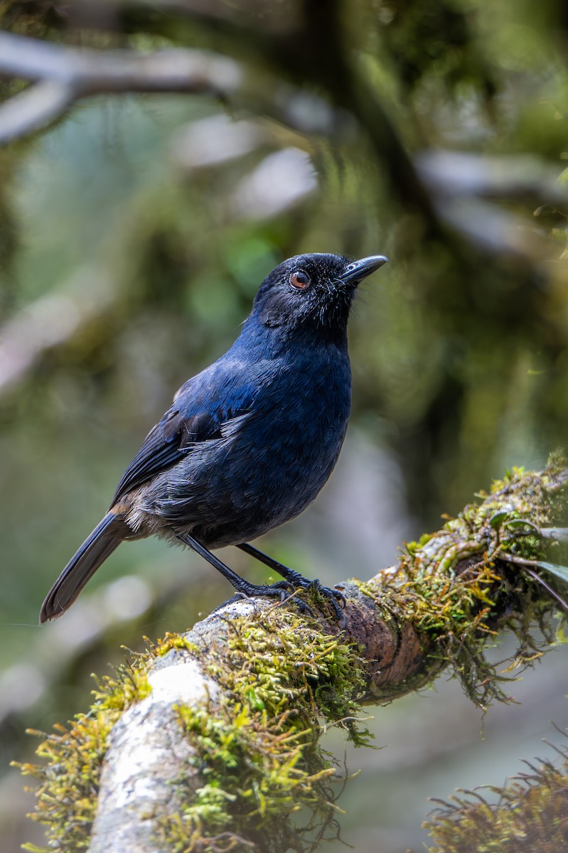 Ceylonpfeifdrossel - ML646054093