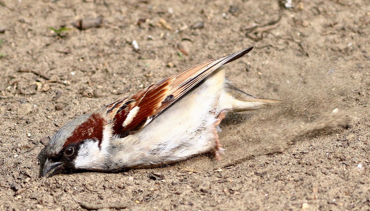 Gorrión Común - ML646054099