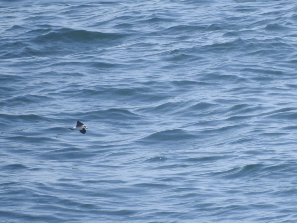 Ringed Storm-Petrel - ML646054107