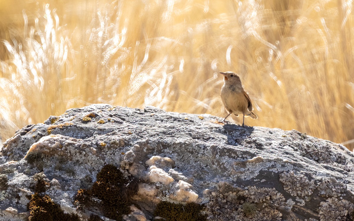 Rusty-vented Canastero - ML646054108