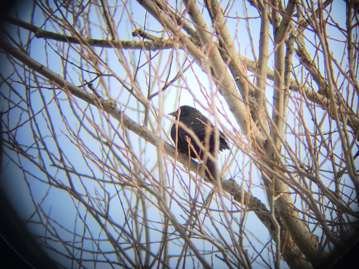 Еполетник червоноплечий - ML646054111