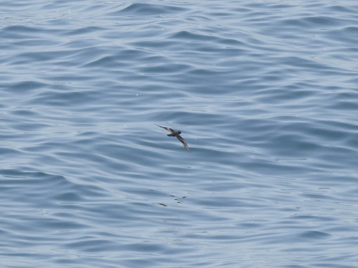 Black/Markham's Storm-Petrel - ML646054115