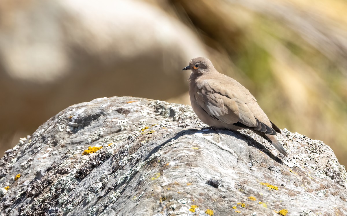 Black-winged Ground Dove - ML646054119
