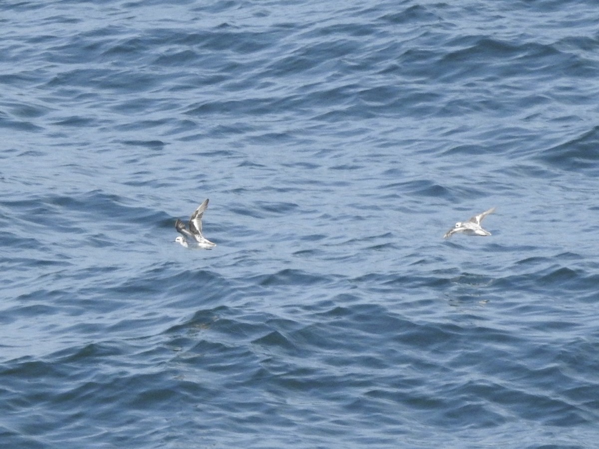 灰瓣足鷸/紅領瓣足鷸 - ML646054126