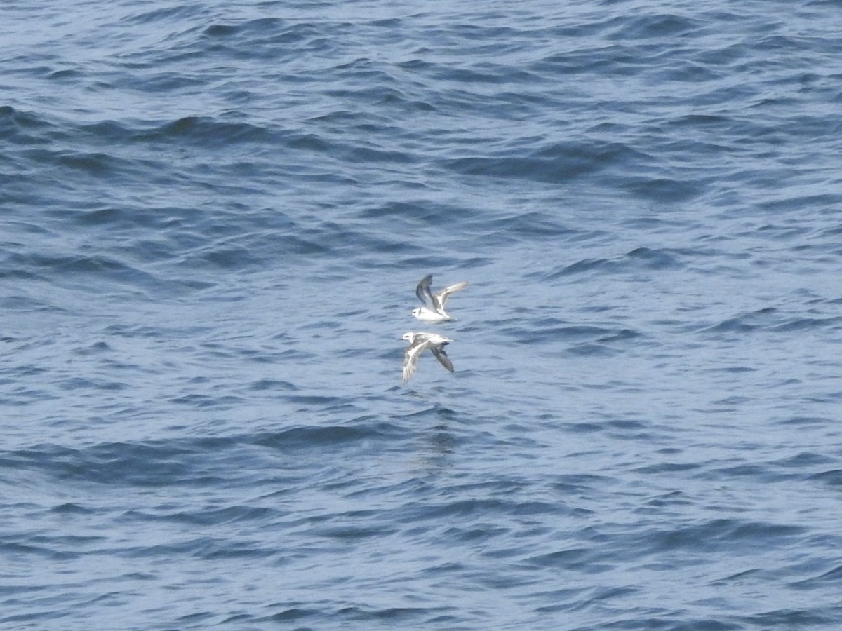 灰瓣足鷸/紅領瓣足鷸 - ML646054127