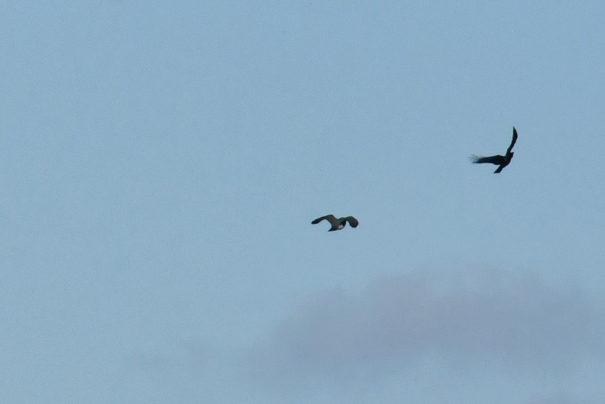 Тетеревятник - ML646054128