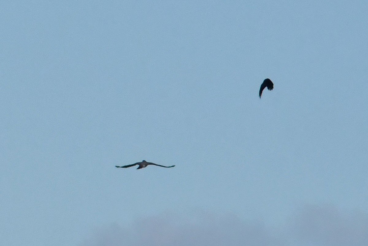 Тетеревятник - ML646054129