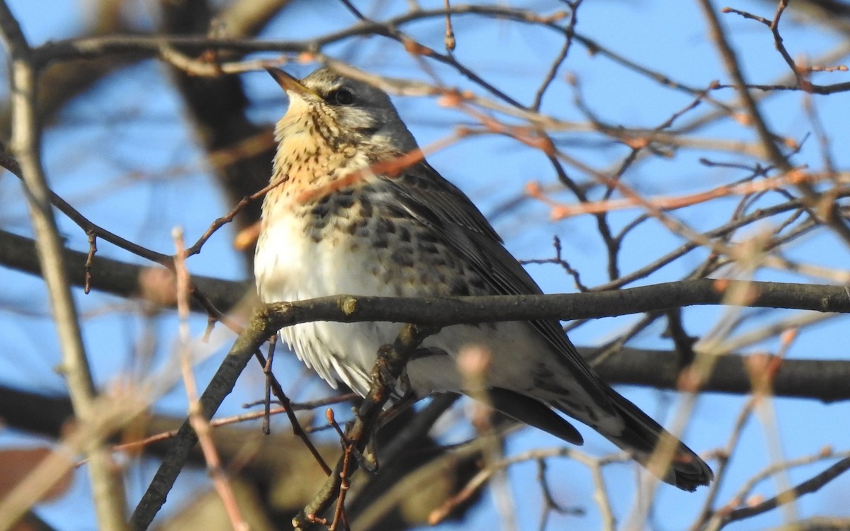 Fieldfare - ML646054134