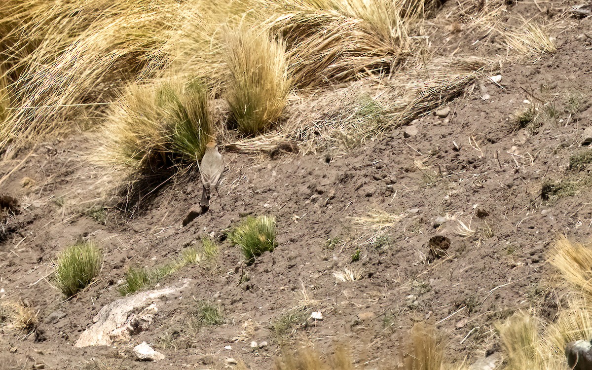 White-browed Ground-Tyrant - ML646054135