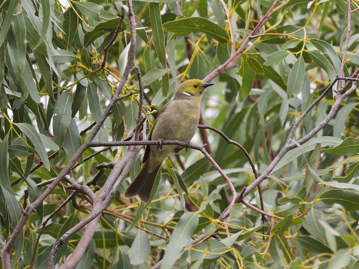 White-plumed Honeyeater - ML646054136