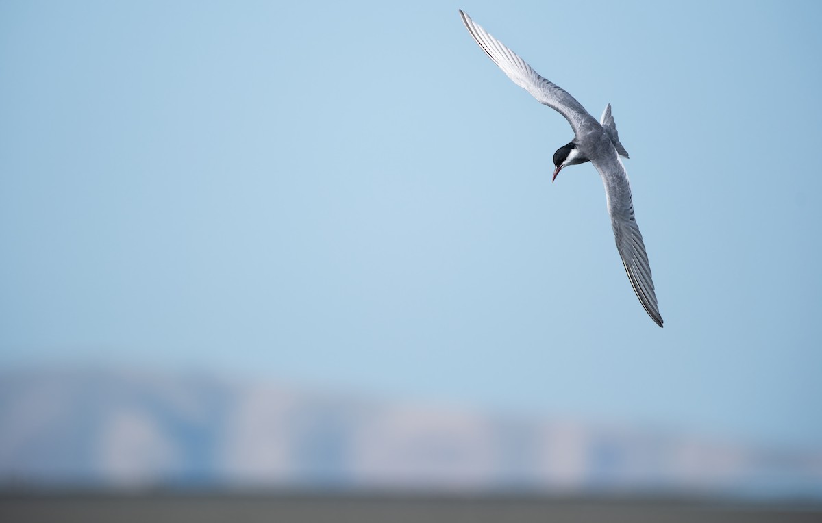 hvitkinnsvartterne - ML646054138