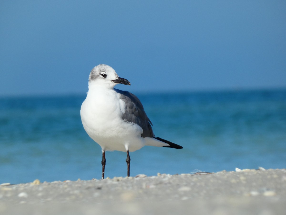 笑鷗 - ML646054141