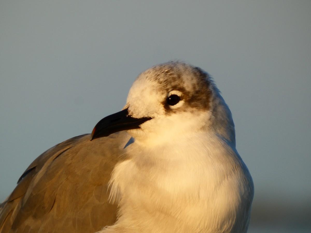 笑鷗 - ML646054143