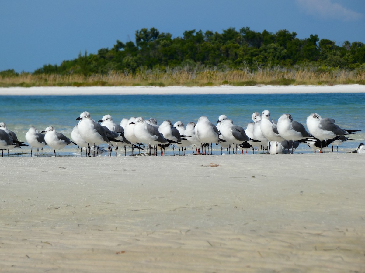 笑鷗 - ML646054144