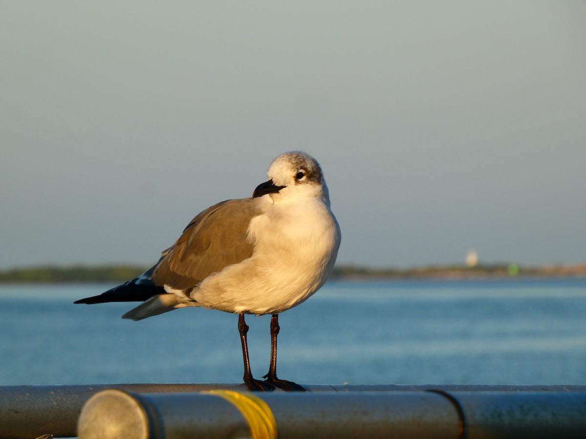 笑鷗 - ML646054146