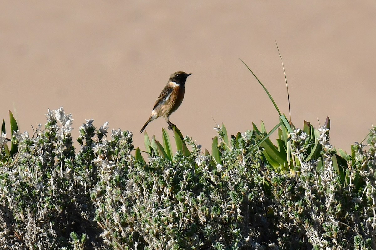 European Stonechat - ML646054148