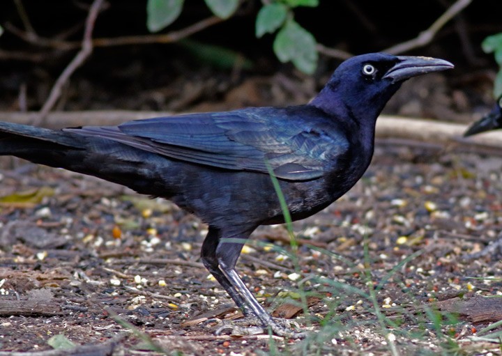 Great-tailed Grackle - ML646054149