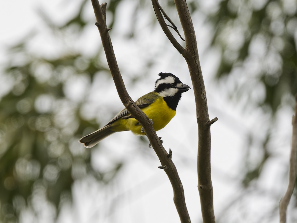 Eastern Shrike-tit - ML646054150