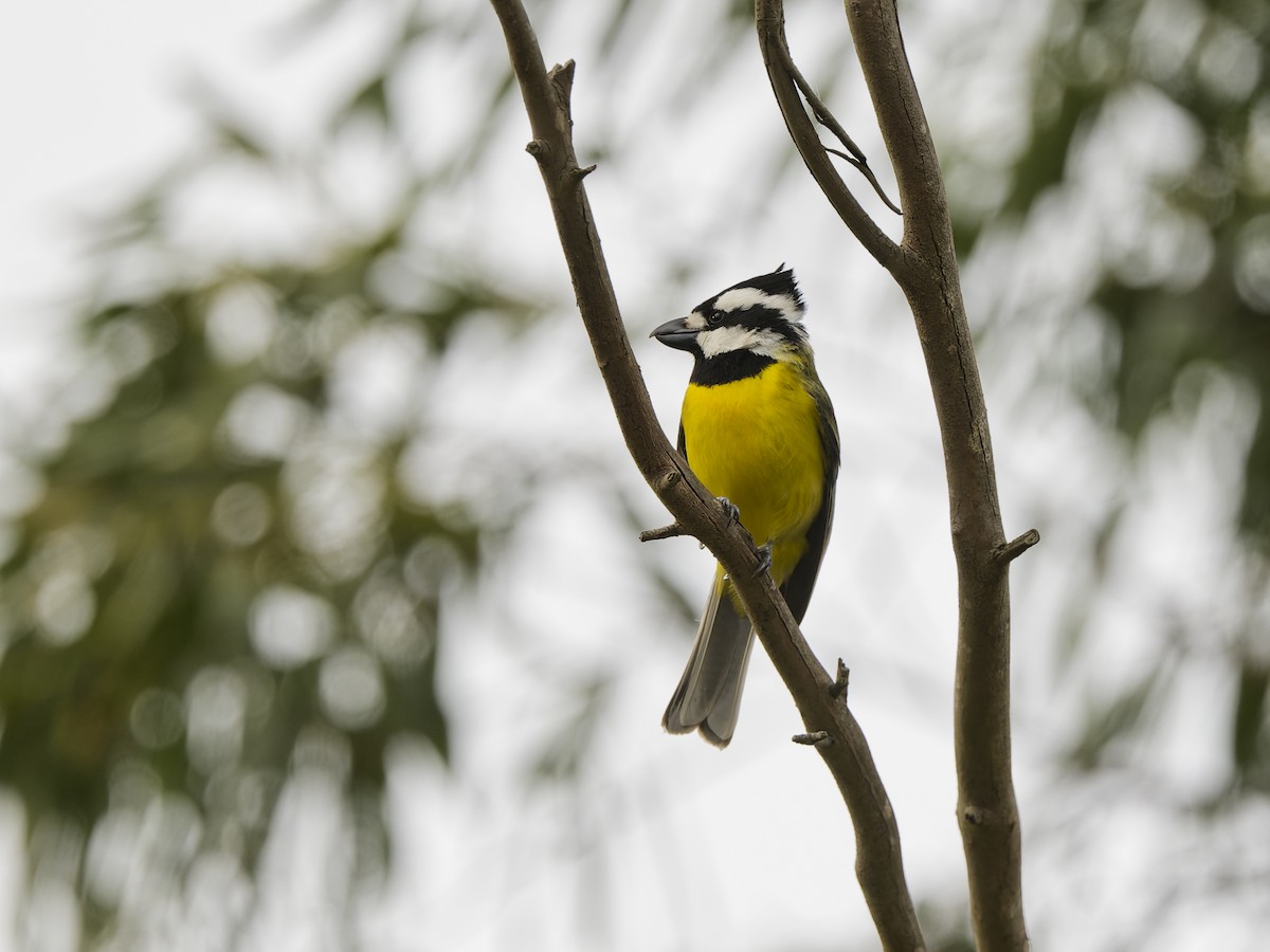 Eastern Shrike-tit - ML646054151