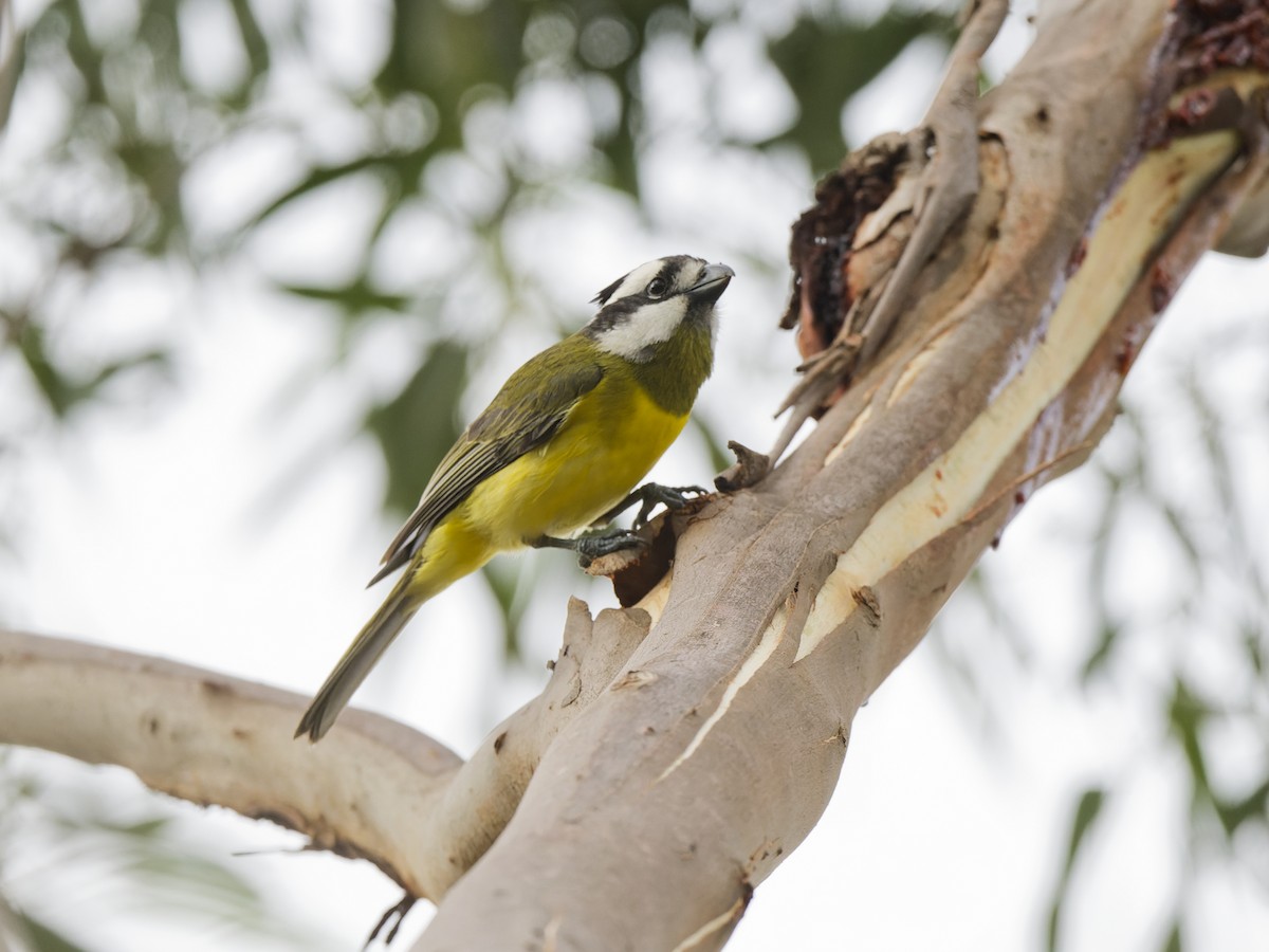 Eastern Shrike-tit - ML646054152