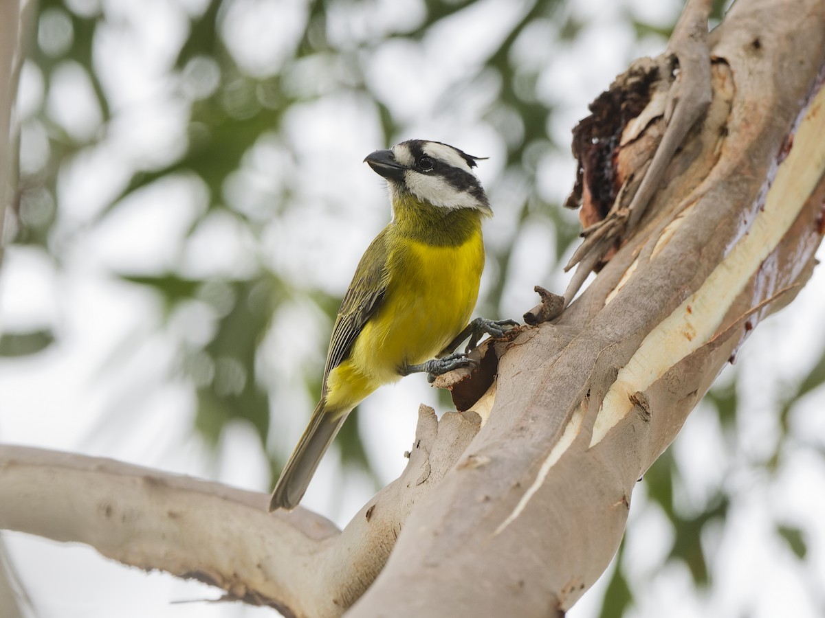 Eastern Shrike-tit - ML646054153