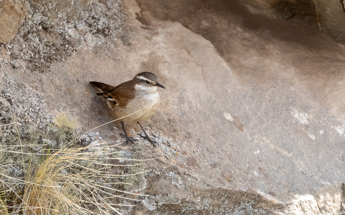 Cream-winged Cinclodes - ML646054154