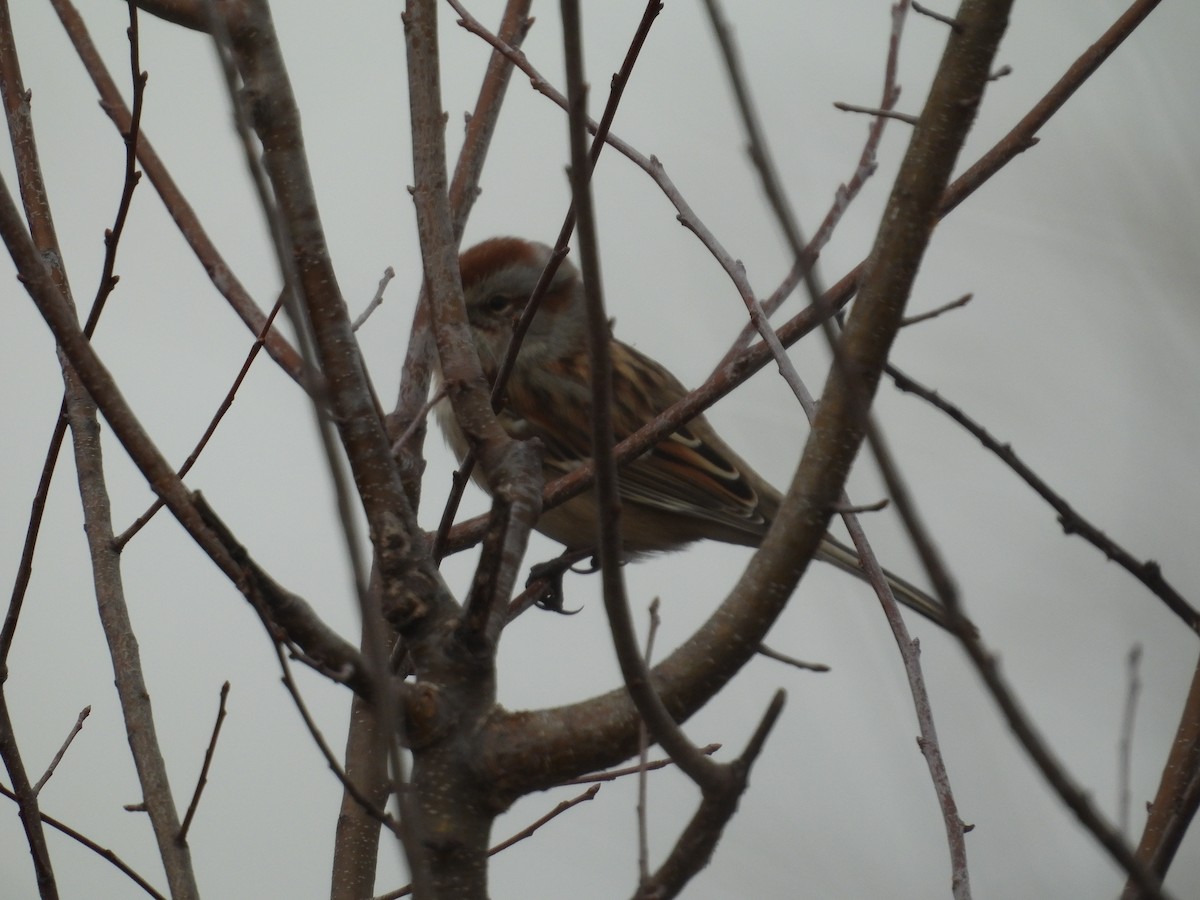American Tree Sparrow - ML646054158