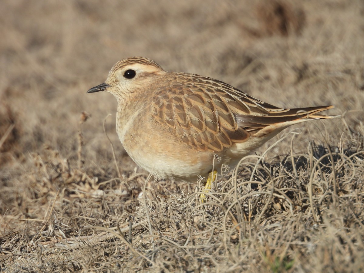 Eurasian Dotterel - ML646054161
